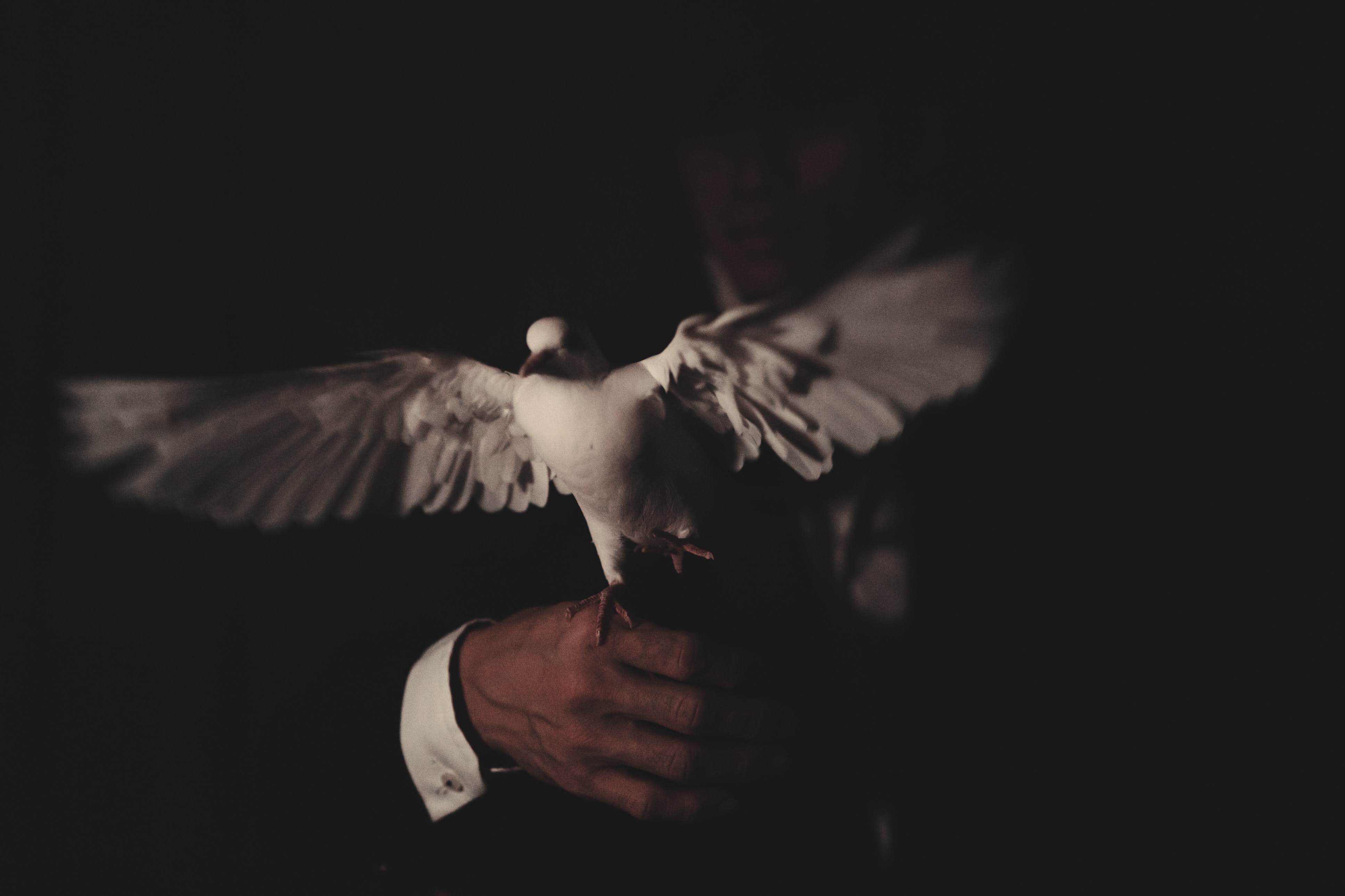 Weiße Taube bei einer Hochzeitszauberei-Vorführung